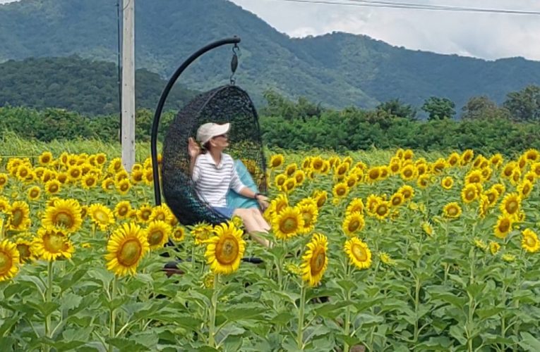 ข่าว…ทุ่งดอกทานตะวันลพบุรีแปลงแรกบานรอนักท่องเที่ยวมาเยือนแล้ว