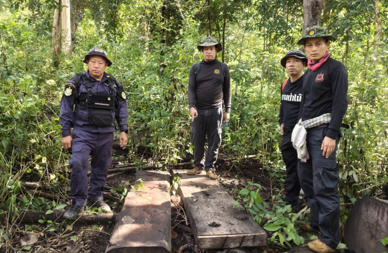 จับไม้ประดู่ขนาดใหญ่