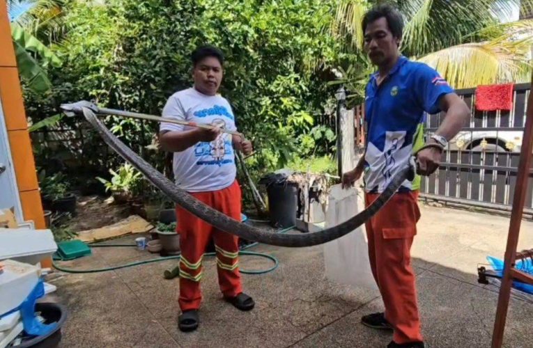 สุรินทร์ — ตกใจแทบช็อค! เห็นงูตัวใหญ่เข้าบ้านคิดว่างูเห่า จับได้จริงๆ เป็นงูสิง คาดมาให้โชค