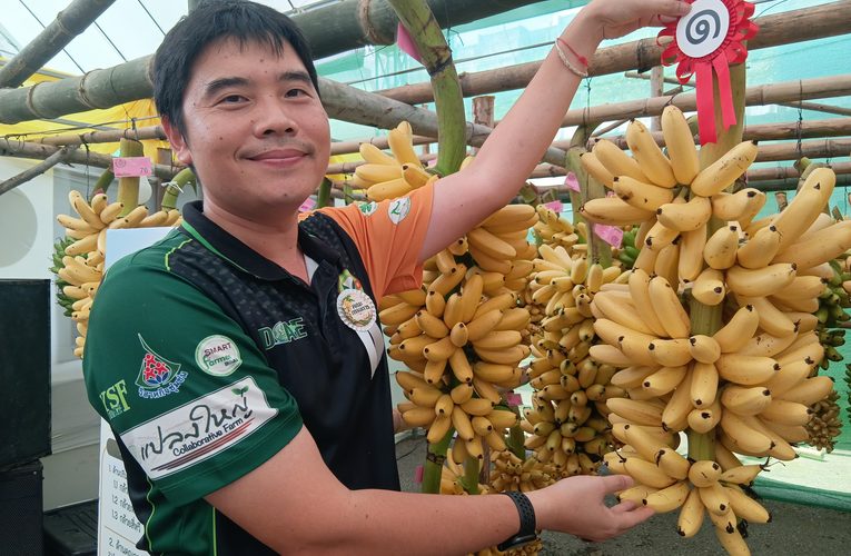 กำแพงเพชร-ประกวดกล้วยไข่ในงานสารทไทยกำแพงเพชร