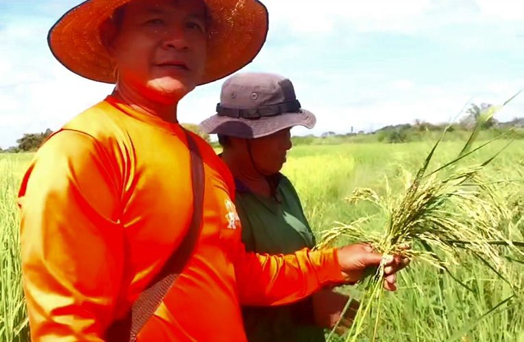 สุรินทร์-เกษตรกรโรคไหม้คอรวงข้าวในนาระบาดหนัก วอนหน่วยงานหาแนวทางแก้ไข
