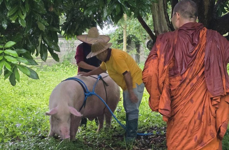“พระครูอ๊อด” ลุยน้ำช่วย “เจ้าบุญมี” หมูตกรถกว่า 300 กก. หนีน้ำท่วม ใช้เวลานานกว่า 1 ชั่วโมง กว่าจะย้ายขึ้นที่สูงได้สำเร็จ