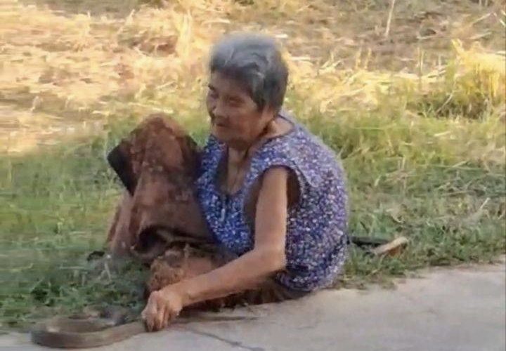 สุรินทร์-ไม่ธรรมดา! ยายวัย 76 ปี จับงูสิงตาโตวางข้างหน้า เผยไม่กลัวเพราะรู้ว่าไม่มีพิษ